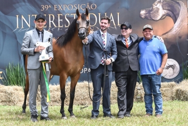 Cavalo Árabe divide atenções com o Nelore e movimenta Exponel em Avaré
