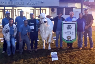 55ª Emapa consolida Avaré como vitrine nacional da raça Nelore e do melhoramento genético
