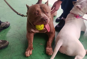 No Dia Mundial do Cão, jovens da Fundação CASA de Iaras aprendem sobre empatia e respeito com cães Pit Bull e Pit Monster
