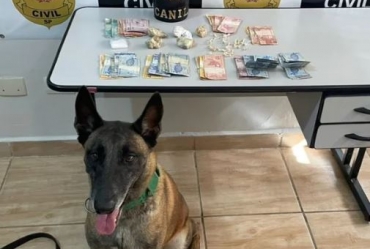 Com apoio de cão da GCM, Polícia Civil apreende drogas em Itapeva