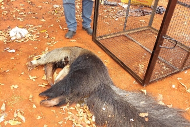 Tamanduá gravemente ferido é resgatado pela Defesa Civil de Taquarituba