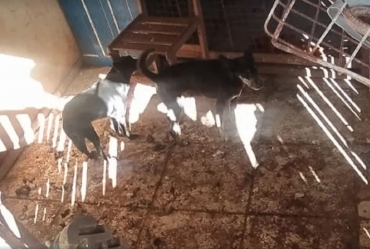 Mulher é presa e multada em R$ 27 mil por maus-tratos a animais em sítio de Santa Cruz do Rio Pardo