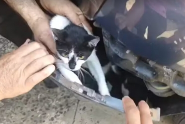 Gato é resgatado de dentro de motor de carro em Itapetininga