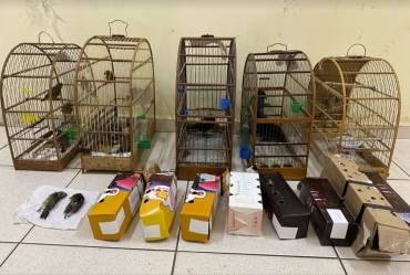 Passageiro é preso e multado em mais de R$ 86 mil por transportar aves silvestres em ônibus de Avaré