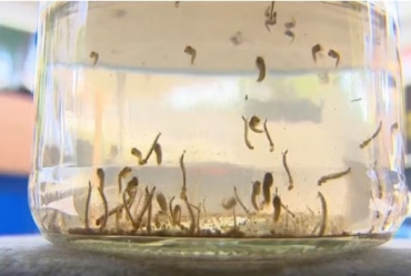 Piraju confirma 1ª morte por dengue em 2025