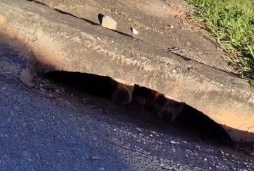 Resgate improvisado de cães pitbulls de bueiro mobiliza servidores em Itapeva