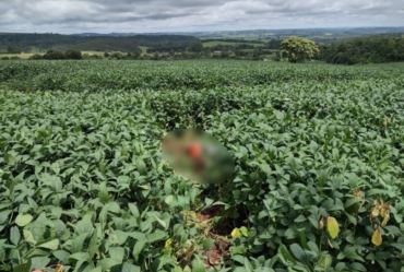 Corpo de homem é encontrado degolado no meio de plantação de soja no interior de SP