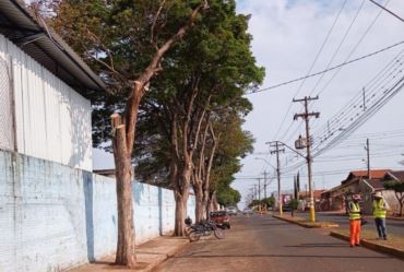 Defesa Civil realiza poda de árvores no centro de Taquarituba 