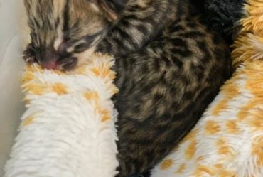 Filhote de gato-maracajá é resgatado e levado à Clínica Veterinária Municipal de Fartura