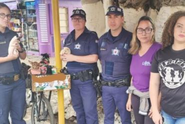 Filhotes colocados à venda em caixa de bicicleta durante feira livre são resgatados 