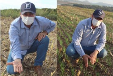 Produção de trigo é uma alternativa para cultivo no inverno
