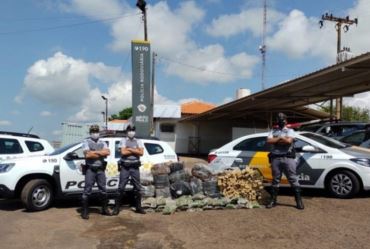 Mais de meia tonelada de maconha é apreendida em Santa Cruz do Rio Pardo