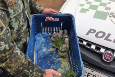 Polícia Ambiental flagra venda e maus-tratos de papagaios 