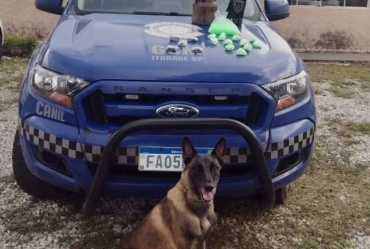 Cadela da Guarda localiza porções de cocaína e maconha enterradas em Itararé