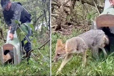 Polícia Ambiental devolve raposa ameaçada de extinção à natureza em Paranapanema