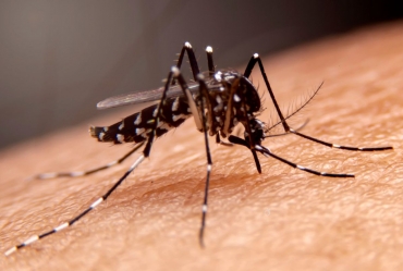 Combate à dengue: UBS Ipiranga será referência no atendimento de casos suspeitos