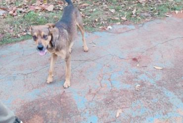 Cãozinho é resgatado de bueiro pela equipe da Defesa Civil de Taquarituba A equipe contou com ajuda de populares