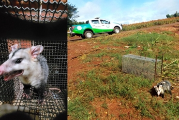 Defesa Civil de Taquarituba realiza resgate e soltura de saruês localizados na zona urbana